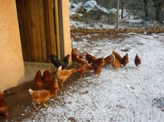  Chicken pen. 